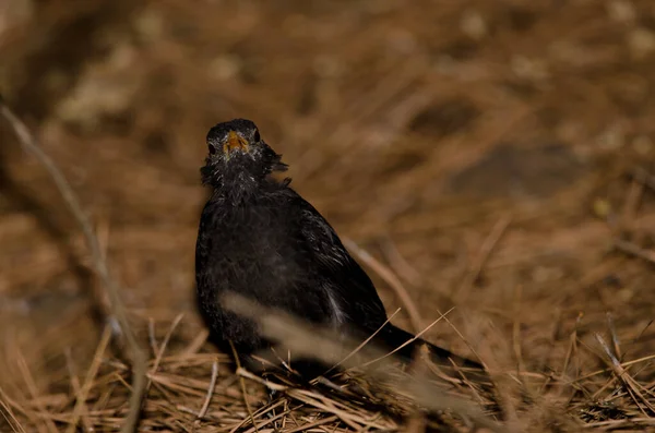 Common Blackbird Turdus Merula Cabrerae Male Moulting Season Nublo Rural — Foto de Stock