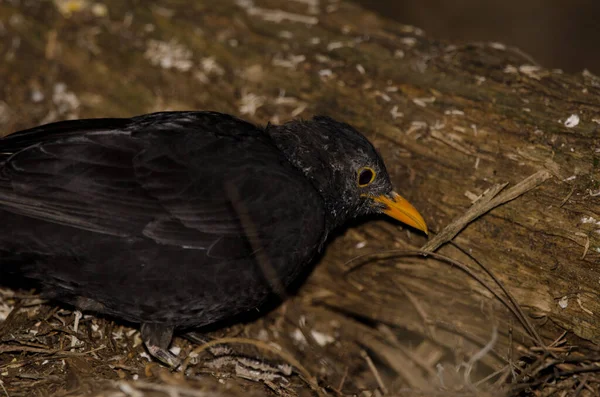 Common Blackbird Turdus Merula Cabrerae Male Searching Food Nublo Rural — Fotografia de Stock