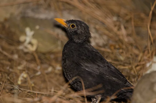 Common Blackbird Turdus Merula Cabrerae Male Moulting Season Nublo Rural — Stockfoto