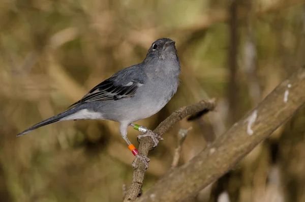 Erkek Gran Canaria Mavi Papatya Çiçeği Fringilla Polatzeki Nublo Kırsal — Stok fotoğraf