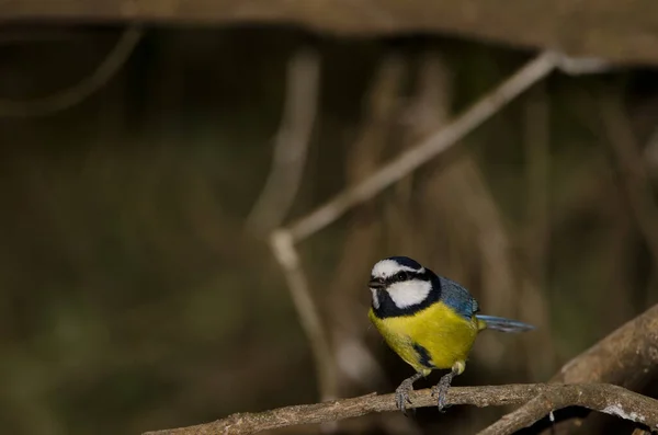 Africano Tit Azul Cyanistes Teneriffae Hedwigii Parque Rural Nublo Tejeda — Fotografia de Stock