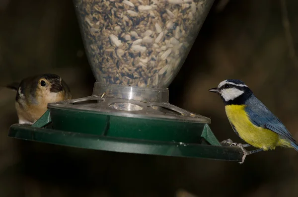 African Blue Tit Cyanistes Teneriffae Hedwigii Male Chaffinch Fringilla Coelebs — Stok fotoğraf