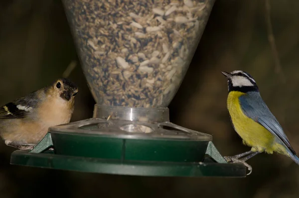 Male Chaffinch Fringilla Coelebs Canariensis African Blue Tit Cyanistes Teneriffae — Photo