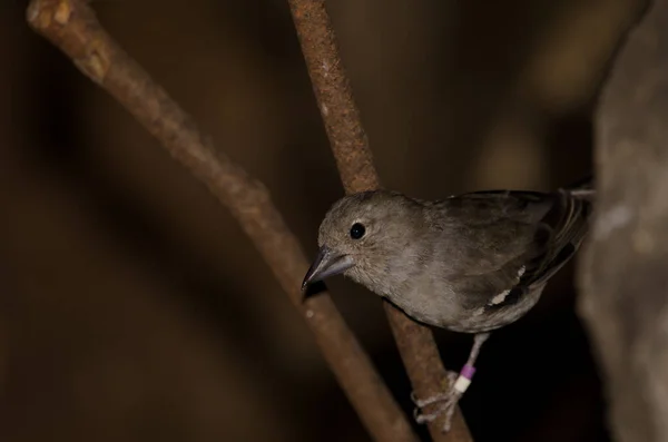 Vrouwelijke Gran Canaria Blauwe Chaffinch Fringilla Polatzeki Het Nublo Rural — Stockfoto