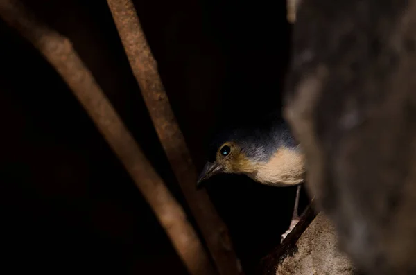 Обыкновенный Самец Fringilla Coelebs Canariensis Сельский Парк Нубло Техеда Гран — стоковое фото