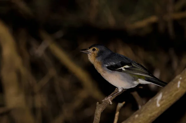 Chaffinch Comum Masculino Fringilla Coelebs Canariensis Parque Rural Nublo Tejeda — Fotografia de Stock