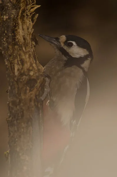 Female Great Spotted Woodpecker Dendrocopos Major Thanneri Nublo Rural Park — Stock Photo, Image