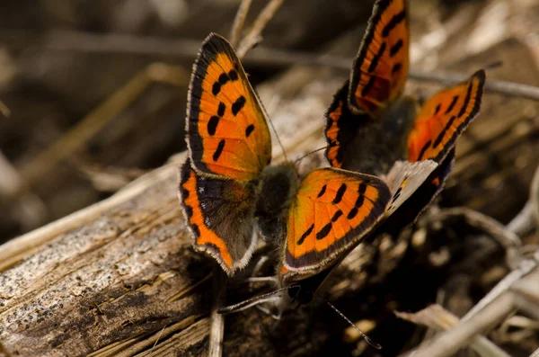 Butterflies Small Copper Lycaena Phlaeas Copulating Another Male Next Them lizenzfreie Stockfotos