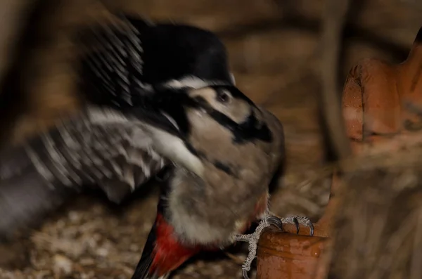 Female Great Spotted Woodpecker Major Thanneri Taking Flight Drinking Water — Zdjęcie stockowe