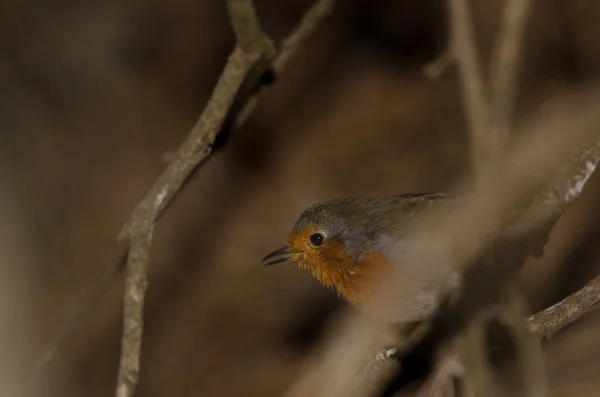 Robin Erithacus Rubecula Superbus Calling Nublo Rural Park Tejeda Gran — Foto de Stock