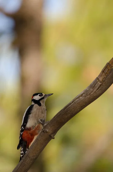 Male Great Spotted Woodpecker Dendrocopos Major Thanneri Nublo Rural Park — Stockfoto