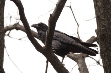 Canary Islands raven Corvus corax canariensis. Llanos de Ana Lopez. San Mateo. Gran Canaria. Canary Islands. Spain.