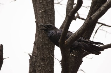 Canary Islands raven Corvus corax canariensis calling. Llanos de Ana Lopez. San Mateo. Gran Canaria. Canary Islands. Spain.