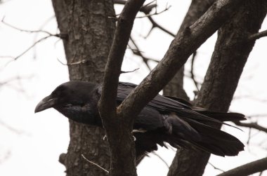 Canary Islands raven Corvus corax canariensis. Llanos de Ana Lopez. San Mateo. Gran Canaria. Canary Islands. Spain.