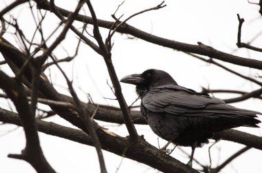 Canary Islands raven Corvus corax canariensis. Llanos de Ana Lopez. San Mateo. Gran Canaria. Canary Islands. Spain.
