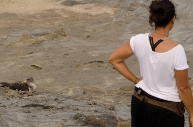 Corys shearwater Calonectris borealis next to a woman during a release of young birds. Gran Canaria. Canary Islands. Spain.