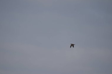 Juvenile corys shearwater Calonectris borealis in flight. Gran Canaria. Canary Islands. Spain.