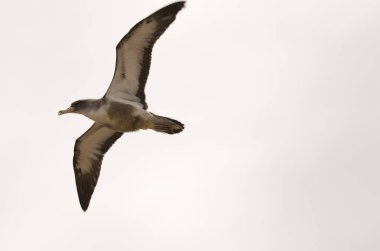 Juvenile corys shearwater Calonectris borealis in flight. Gran Canaria. Canary Islands. Spain.