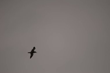 Juvenile corys shearwater Calonectris borealis in flight. Gran Canaria. Canary Islands. Spain.