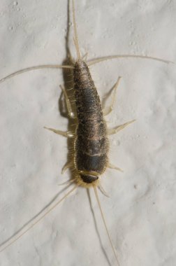 Silverfish Lepisma saccharina. Las Palmas de Gran Canaria. Gran Canaria. Canary Islands. Spain.