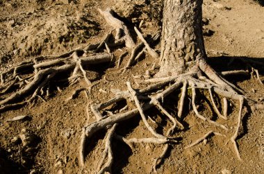 Trunk and roots of Canary Island pine Pinus canariensis. The Nublo Rural Park. Tejeda. Gran Canaria. Canary Islands. Spain.