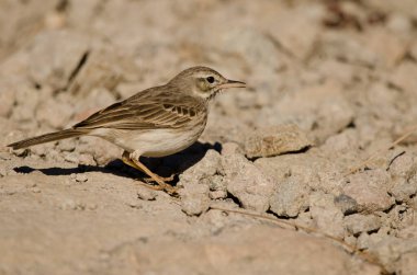 Berthelots pipit Anthus berthelotii calling. The Nublo Rural Park. Tejeda. Gran Canaria. Canary Islands. Spain.