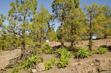 Forest of Canary Island pine Pinus canariensis and shrubs of Sonchus congestus. The Nublo Rural Park. Tejeda. Gran Canaria. Canary Islands. Spain.