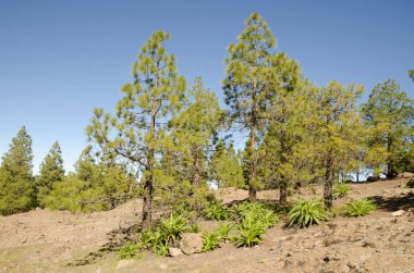 Forest of Canary Island pine Pinus canariensis and shrubs of Sonchus congestus. The Nublo Rural Park. Tejeda. Gran Canaria. Canary Islands. Spain.