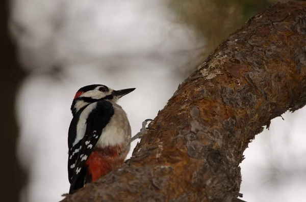 Male great spotted woodpecker Dendrocopos major thanneri. The Nublo Rural Park. Tejeda. Gran Canaria. Canary Islands. Spain.