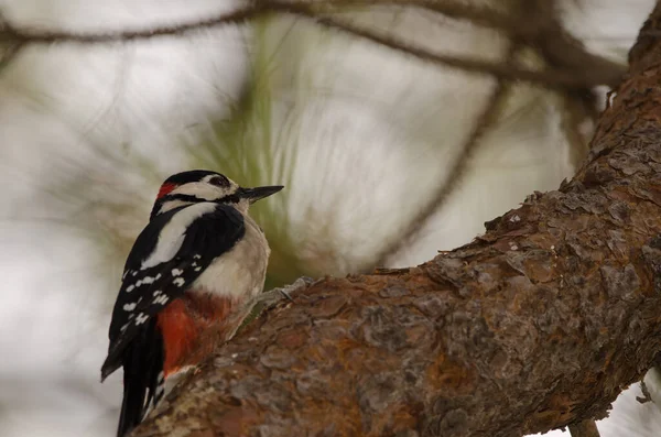 Male Great Spotted Woodpecker Dendrocopos Major Thanneri Nublo Rural Park — 스톡 사진
