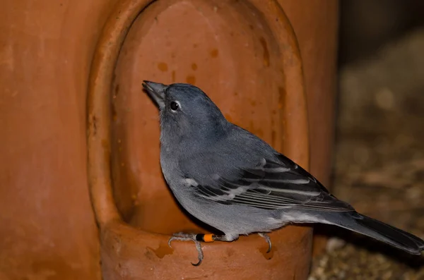 Gran Canaria Blue Chaffinch Fringilla Polatzeki Male Drinking Water Earthenware — Stok fotoğraf