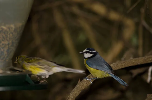 African Blue Tit Cyanistes Teneriffae Hedwigii Waiting Eat Bird Feeder — Stok fotoğraf