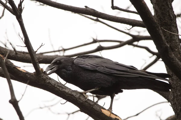 Canary Islands Raven Eating Llanos Ana Lopez Gran Canaria Canary — Stok fotoğraf