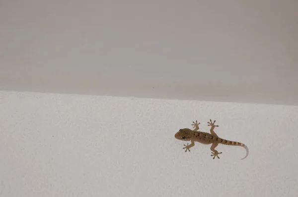 Juvenile Boettgers Wall Gecko Tarentola Boettgeri Wall House Las Palmas — 图库照片