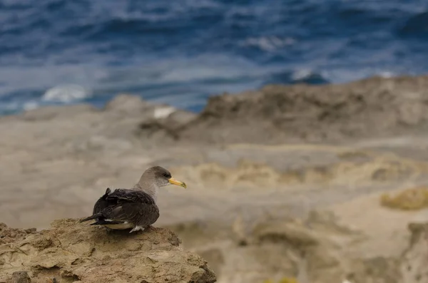 Juvenile Corys Shearwater Calonectris Borealis Release Gran Canaria Canary Islands — Photo