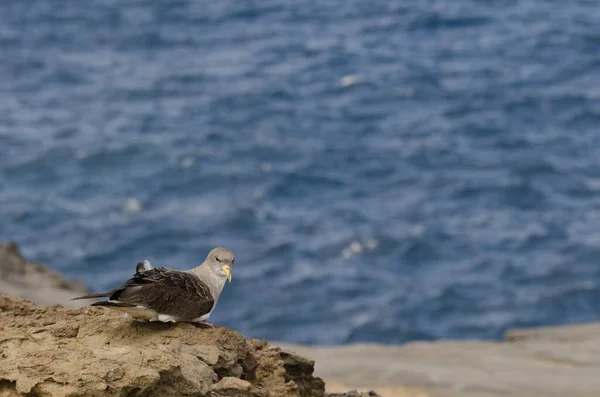 Juvenile Corys Shearwater Calonectris Borealis Release Gran Canaria Canary Islands — Stockfoto