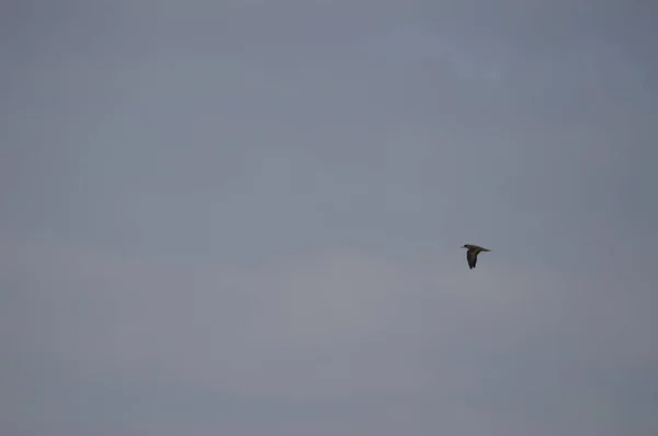 Juvenile Corys Shearwater Calonectris Borealis Flight Gran Canaria Canary Islands — 图库照片