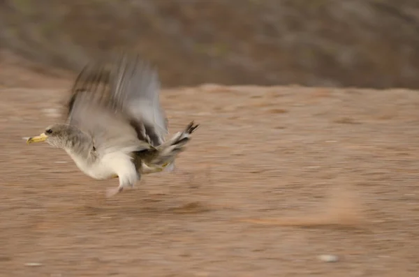 Juvenile Corys Shearwater Calonectris Borealis Taking Flight Picture Blur Suggest — kuvapankkivalokuva