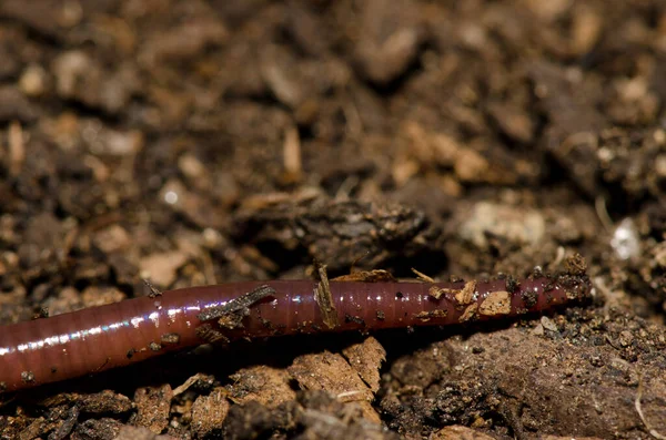 Close Earthworm Las Palmas Gran Canaria Gran Canaria Canary Islands — Foto Stock