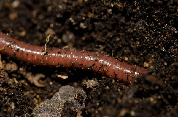 Close Earthworm Las Palmas Gran Canaria Gran Canaria Canary Islands — Fotografia de Stock