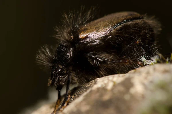 Beetle Tropinota Squalida Canariensis Nublo Rural Park Tejeda Gran Canaria — Zdjęcie stockowe