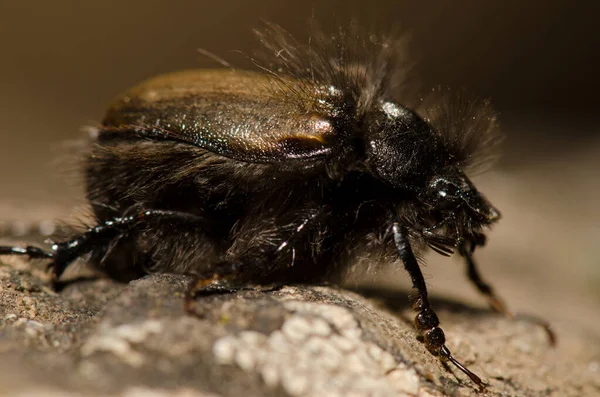 Beetle Tropinota Squalida Canariensis Nublo Rural Park Tejeda Gran Canaria — Zdjęcie stockowe