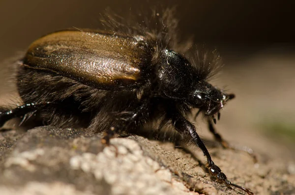 Beetle Tropinota Squalida Canariensis Nublo Rural Park Tejeda Gran Canaria — Photo