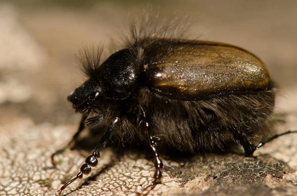 Beetle Tropinota Squalida Canariensis Nublo Rural Park Tejeda Gran Canaria — Zdjęcie stockowe