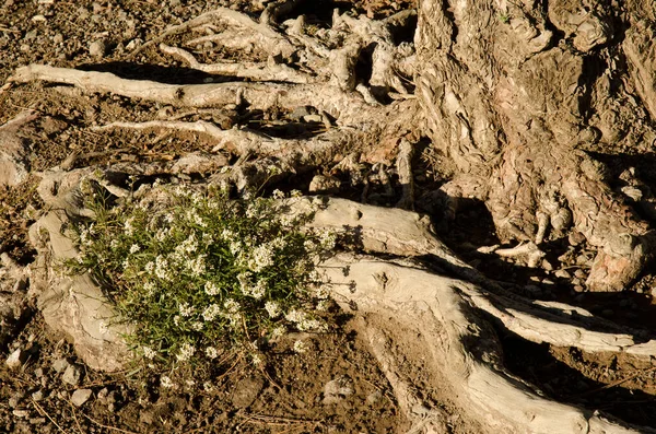 Plant Lobularia Canariensis Roots Canary Island Pine Pinus Canariensis Nublo — Stock fotografie