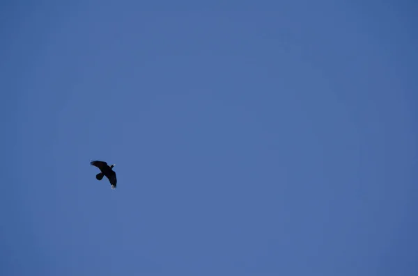 Canary Islands Raven Corvus Corax Canariensis Flight Nublo Rural Park — Stock Fotó