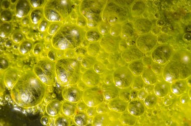 Water bubbles on the surface of a pond covered with algae. The Nublo Rural Park. Tejeda. Gran Canaria. Canary Islands. Spain.