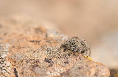 Female jumping spider Aelurillus lucasi. The Nublo Rural Park. Tejeda. Gran Canaria. Canary Islands. Spain.