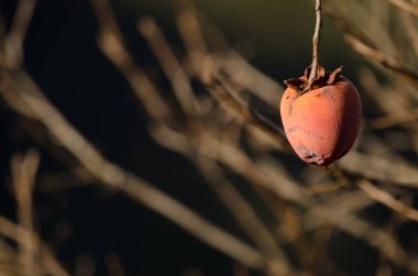 Persimmon hanging from a branch. Cueva Grande. San Mateo. Gran Canaria. Canary Islands. Spain.