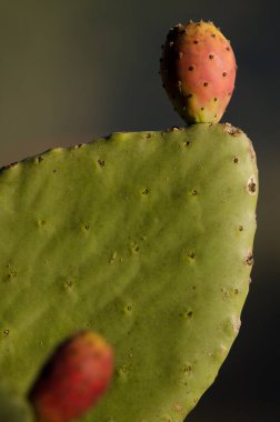 Fruits and paddle of Opuntia maxima. La Chapa. San Mateo. Gran Canaria. Canary Islands. Spain.